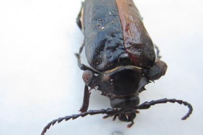Prionus coriarius