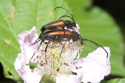 <i>Stenurella melanura</i>