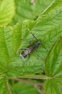 <i>Anaglyptus mysticus</i>