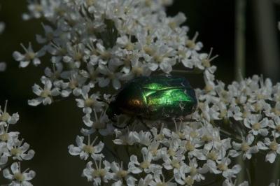 <i>Cetonia aurata</i>