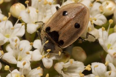 <i>Dendroxena quadrimaculata</i>
