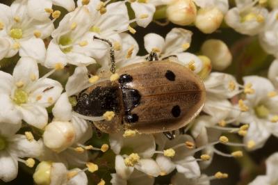 <i>Dendroxena quadrimaculata</i>