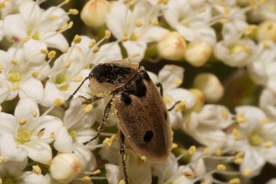<i>Dendroxena quadrimaculata</i>