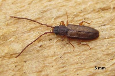 <i>Uleiota planatus</i>