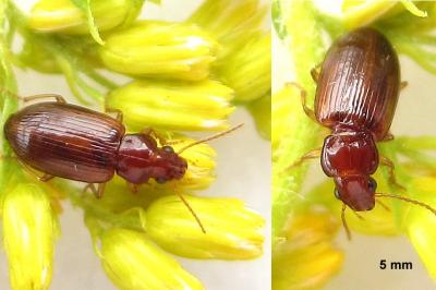 <i>Bradycellus verbasci</i>