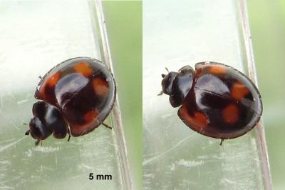 <i>Exochomus quadripustulatus</i>
