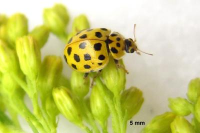 <i>Psyllobora vigintiduopunctata</i>