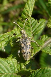<i>Rhagium sycophanta</i>