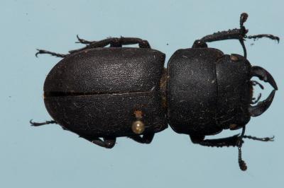<i>Dorcus parallelipipedus</i>