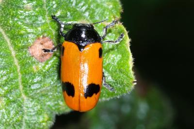 <i>Clytra laeviuscula</i>