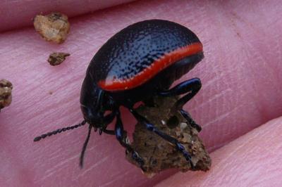<i>Chrysolina kuesteri</i>