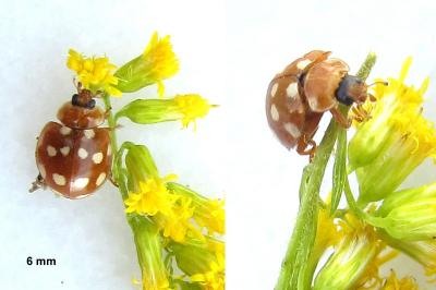 <i>Calvia quatuordecimguttata</i>
