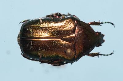 <i>Cetonia aurata</i>