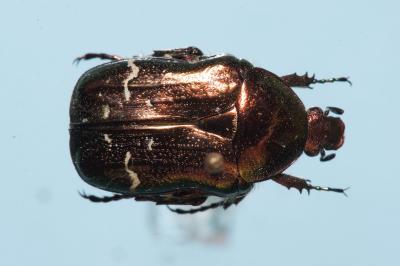 <i>Cetonia aurata</i>