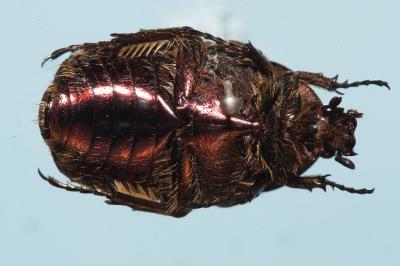 <i>Cetonia aurata</i>