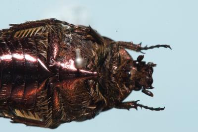 <i>Cetonia aurata</i>