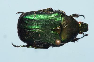 <i>Cetonia aurata</i>