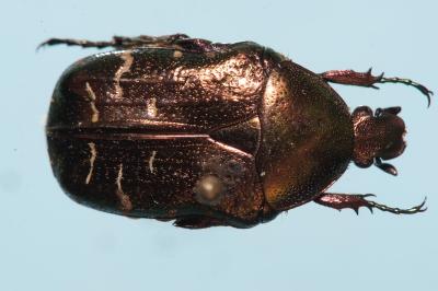 <i>Cetonia aurata</i>