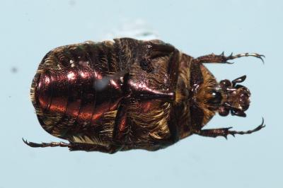 <i>Cetonia aurata</i>
