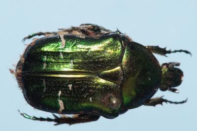 <i>Cetonia aurata</i>