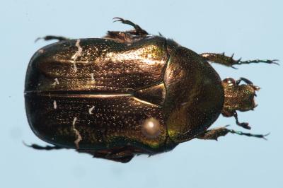 <i>Cetonia aurata</i>