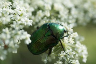 <i>Cetonia aurata</i>