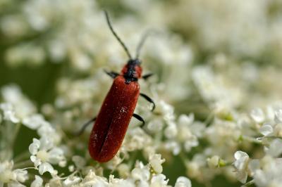 <i>Lygistopterus sanguineus</i>
