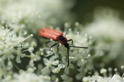 <i>Lygistopterus sanguineus</i>