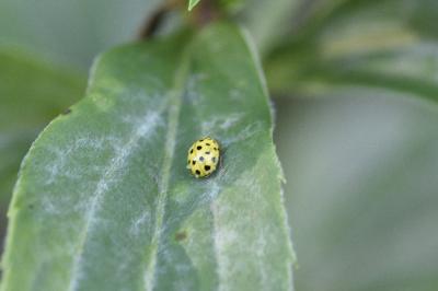 <i>Psyllobora vigintiduopunctata</i>