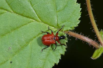 <i>Apoderus coryli</i>