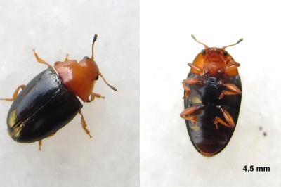 <i>Triplax rufipes</i>