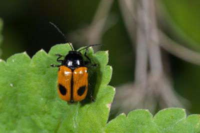 <i>Cryptocephalus bipunctatus</i>