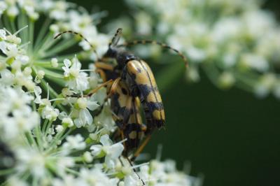 <i>Rutpela maculata</i>