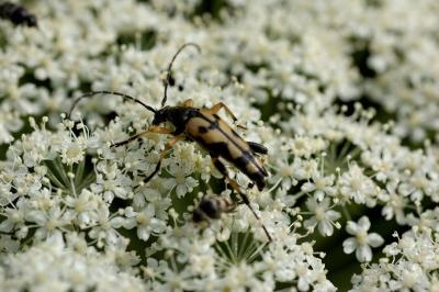 <i>Rutpela maculata</i>
