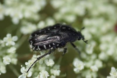 <i>Oxythyrea funesta</i>