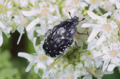 <i>Oxythyrea funesta</i>