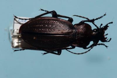 <i>Carabus monilis</i>
