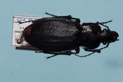 <i>Carabus monilis</i>