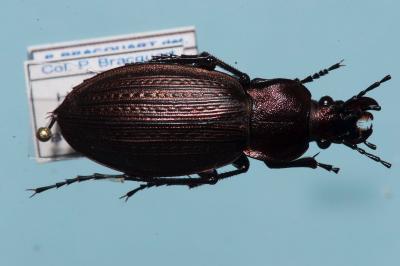<i>Carabus monilis</i>