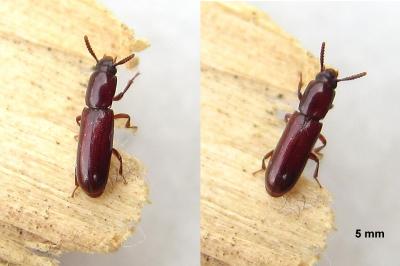 <i>Corticeus unicolor</i>