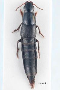 <i>Quedius levicollis</i>