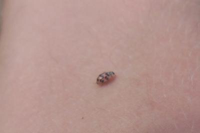 <i>Oenopia conglobata</i>