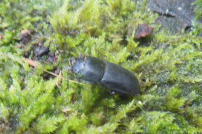 <i>Dorcus parallelipipedus</i>