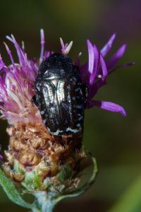 <i>Oxythyrea funesta</i>