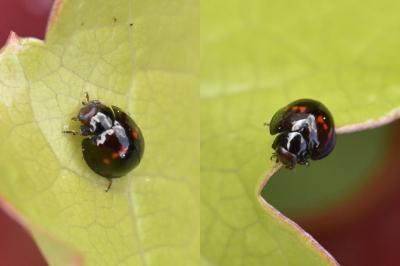 <i>Chilocorus bipustulatus</i>