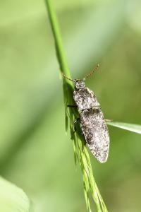 <i>Agrypnus murinus</i>