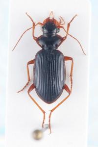 <i>Leistus rufomarginatus</i>