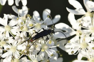 <i>Rutpela nigra</i>
