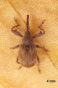 <i>Anthonomus rectirostris</i>