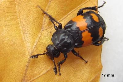 <i>Nicrophorus vespilloides</i>